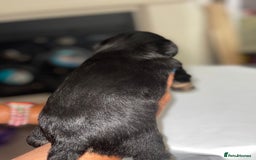Mixed Breed dogs for sale: Adorable puppies - Image 10