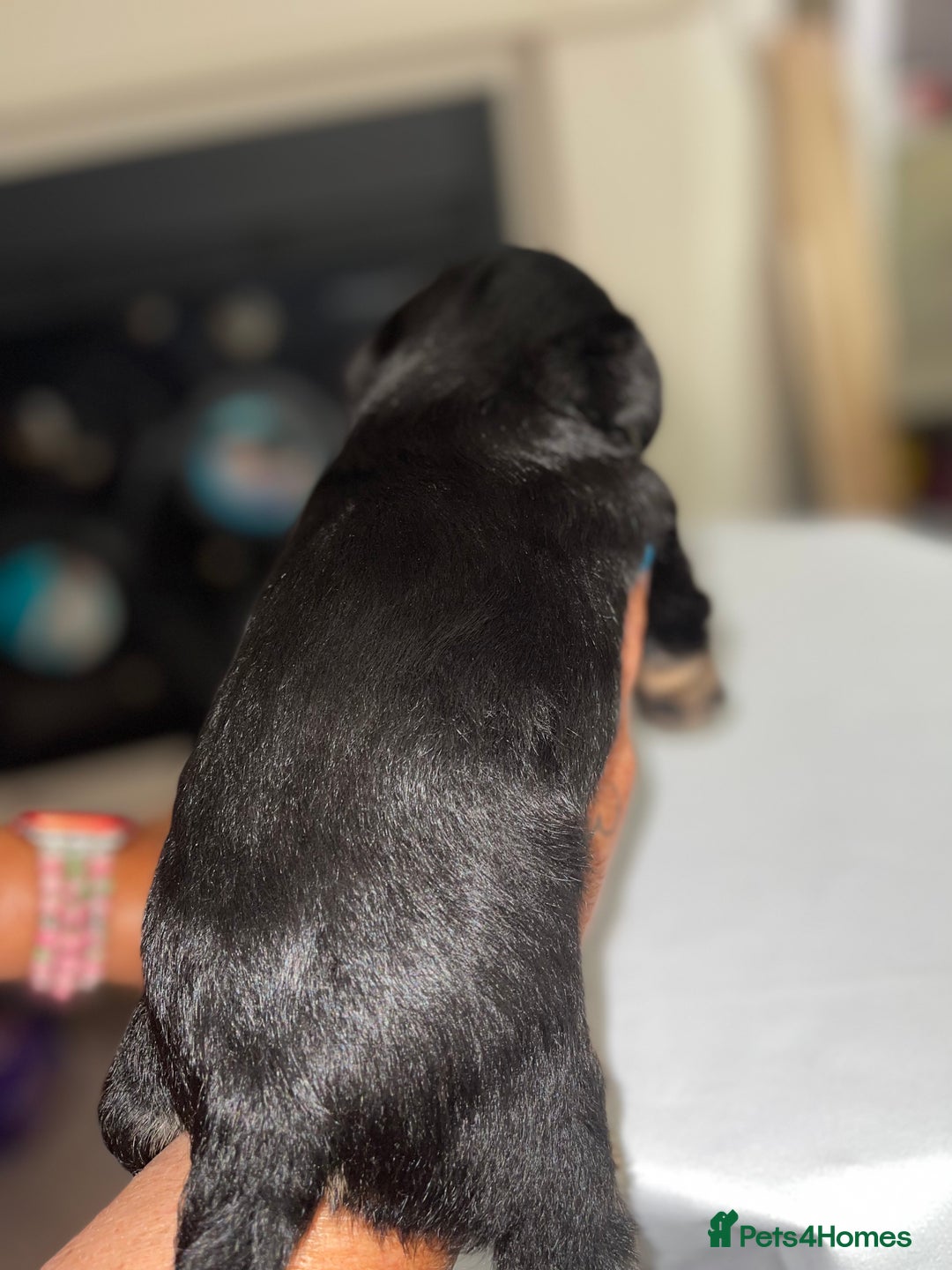 Mixed Breed dogs for sale: Adorable puppies - Image 10