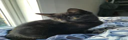Mixed Breed cats for sale: Cats for sale - Advert 18