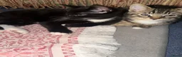 Mixed Breed cats for sale: Two Female Kittens – 8 Weeks Old - Advert 4