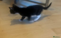 Mixed Breed cats for sale: Beautiful kittens  - Image 8