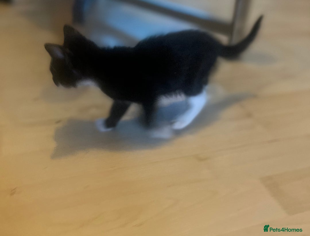 Mixed Breed cats for sale: Beautiful kittens  - Image 8