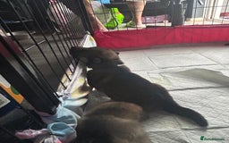 Shepsky dogs for sale: German shepherd x husky 3 weeks old  - Image 12