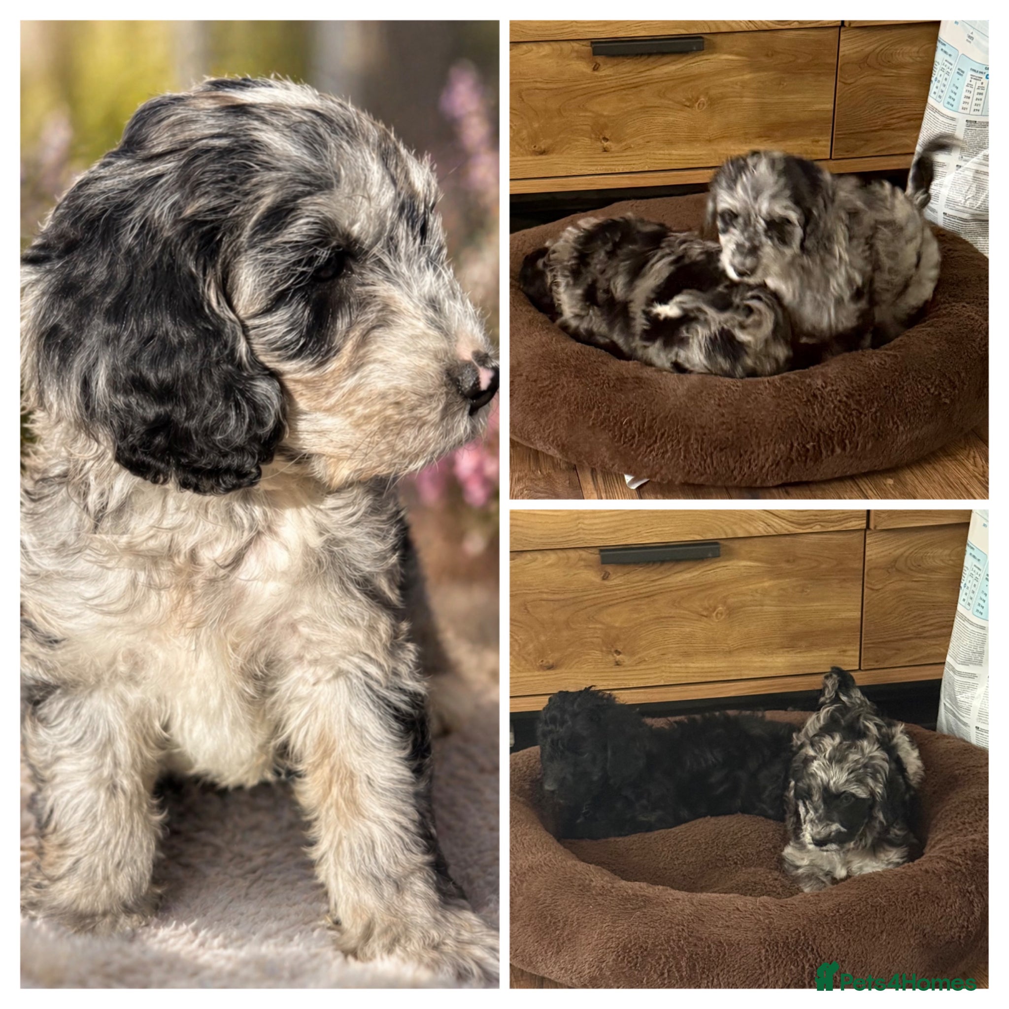 Australian Labradoodle dogs READY AUSTRALIAN LABRADOODLE FOR A NEW HOME - Advert 4