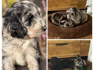 Australian Labradoodle dogs READY AUSTRALIAN LABRADOODLE FOR A NEW HOME - Advert 4