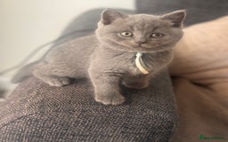 British Shorthair cats for sale: 🌟 Blue British Shorthair kittens🌟 - Image 11