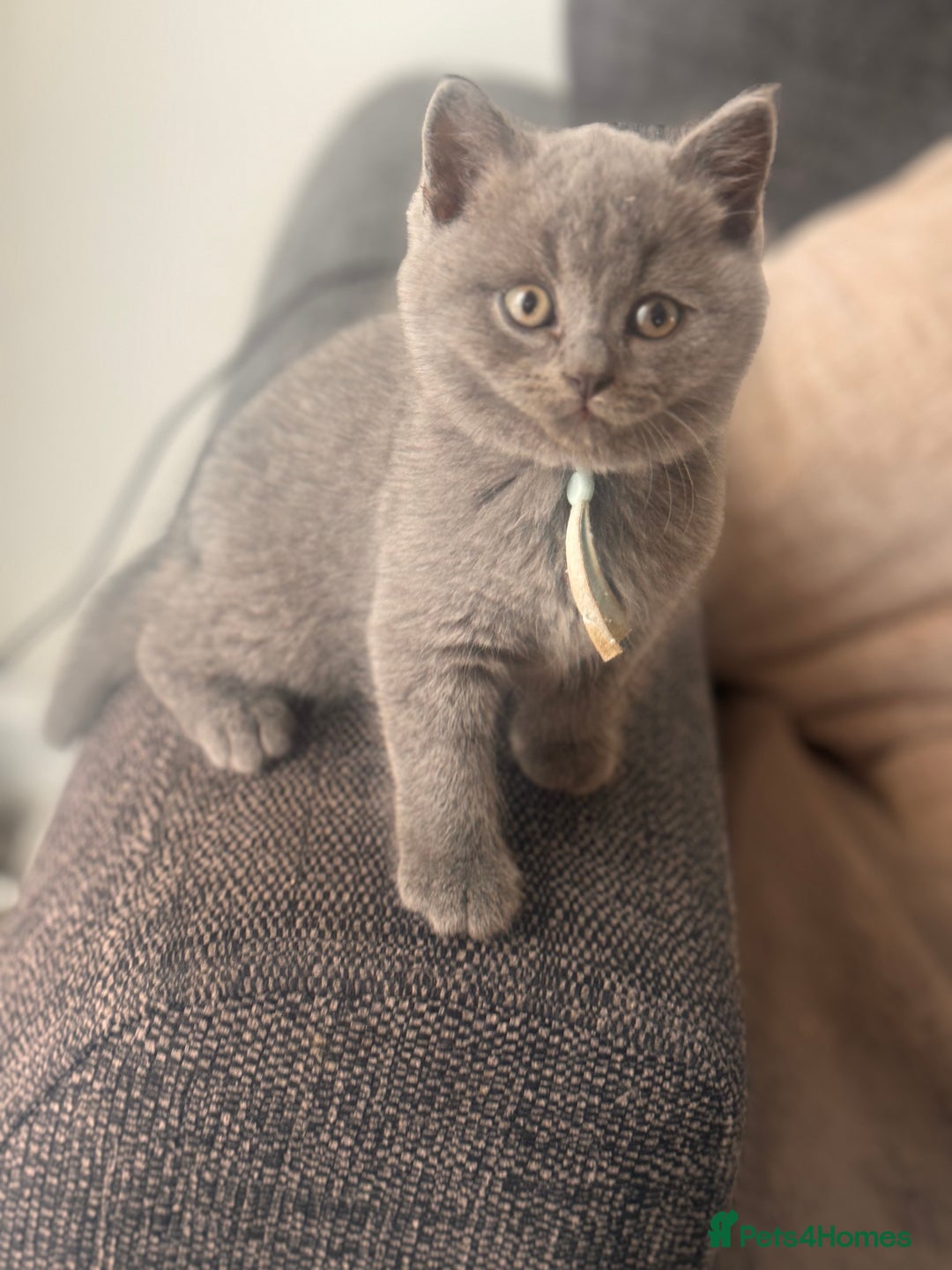British Shorthair cats for sale: 🌟 Blue British Shorthair kittens🌟 - Image 11