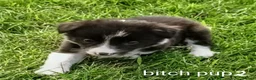 Border Collie dogs for sale: Border Collie pups born on farm to working parents - Advert 5