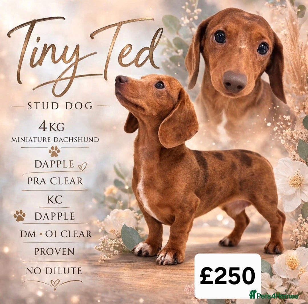 Miniature Dachshund dogs 2 studs 1 dapple miniature dachshund - Advert 10