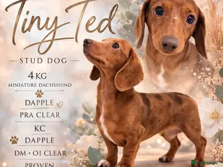 Miniature Dachshund dogs 2 studs 1 dapple miniature dachshund - Advert 10