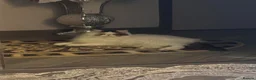 Persian cats for sale: Persian sisters  - Advert 4