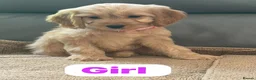 Cockapoo dogs for sale: OUTSTANDINGADORABLE F1 SHOW TYPE COCKAPOO - Advert 33