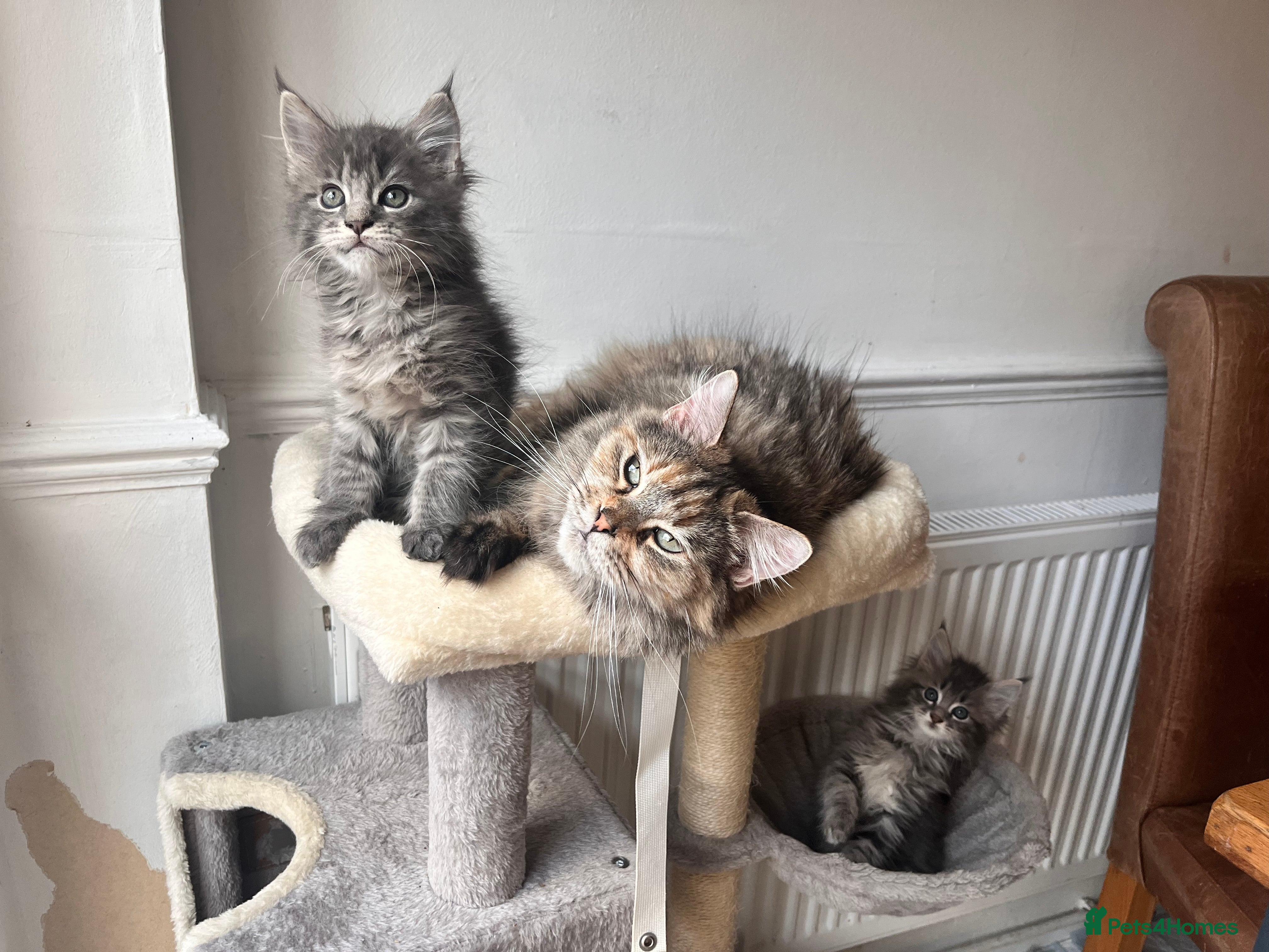 Maine Coon cats Blue Tabby boys TICA register  - Advert 1