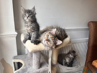 Maine Coon cats Blue Tabby boys TICA register - Advert 1