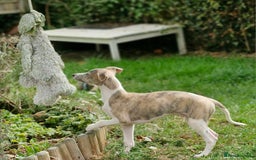 Whippet dogs for sale: Beautiful Pedigree BOY Whippet Puppy. - Image 5