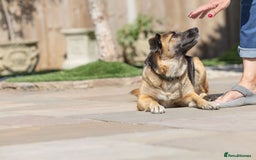 Mixed Breed dogs for adoption: Super Shelby - Image 23