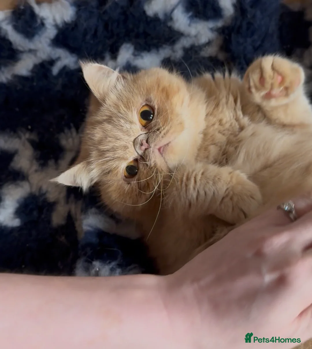 Exotic cats for sale: Short hair exotic Torti female  - Advert 2