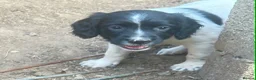 English Springer Spaniel dogs for sale: exceptionally well bred L&W / B&W springer puppies - Advert 14