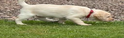 Labrador Retriever dogs for sale: Well handled Labrador puppies need a loving home - Advert 16