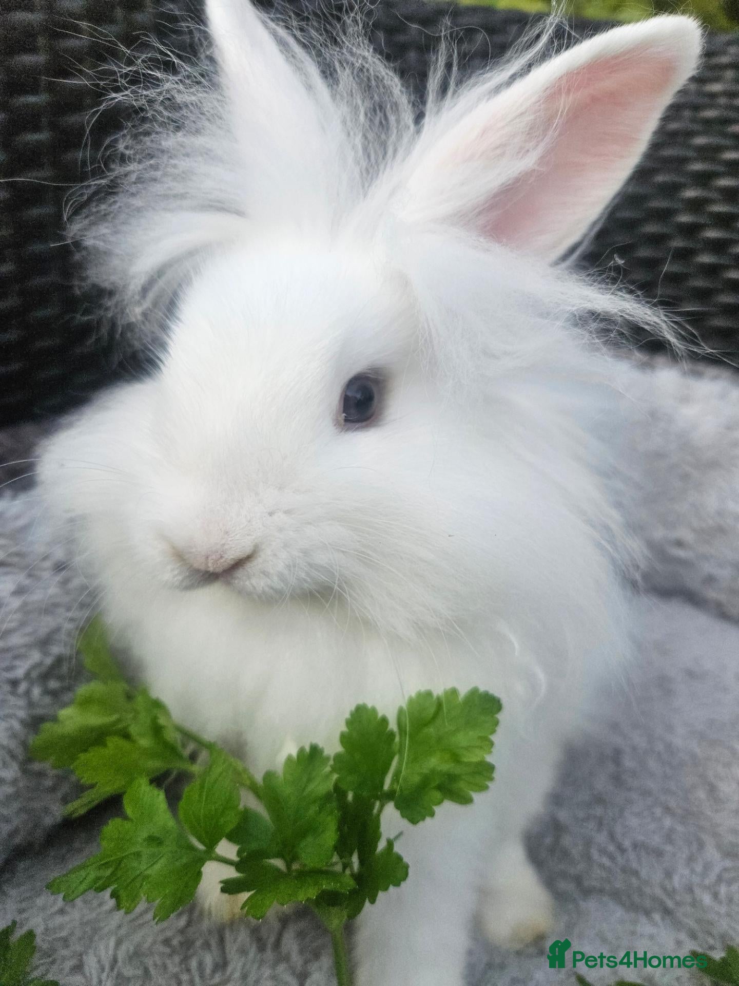 Lionhead rabbits Gorgeous lion lops - Advert 1