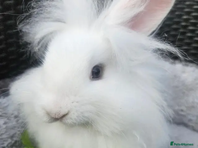 Lionhead rabbits Gorgeous lion lops - Advert 1