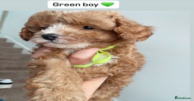 Mixed Breed dogs - Advert 7