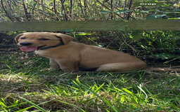 Labrador Retriever dogs for sale: Stunning Fox Red Labrador Puppies - Image 10