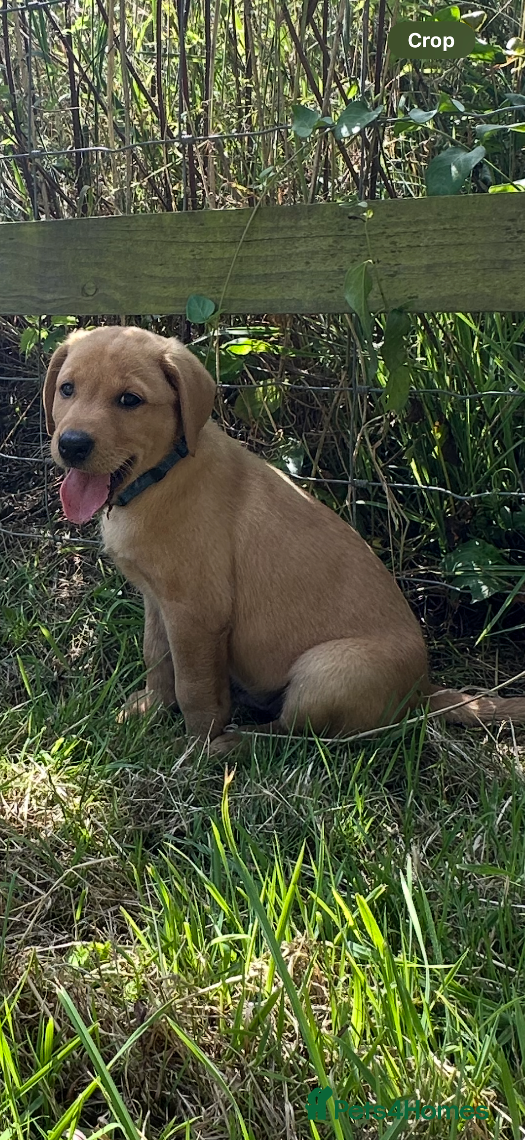 Labrador Retriever dogs for sale: Stunning Fox Red Labrador Puppies - Image 10