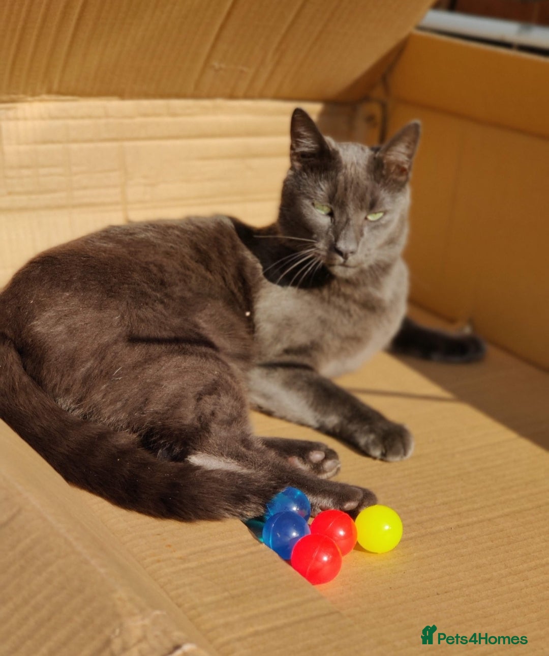 Mixed Breed cats for sale: Elvis looking for new home. Free - Image 5