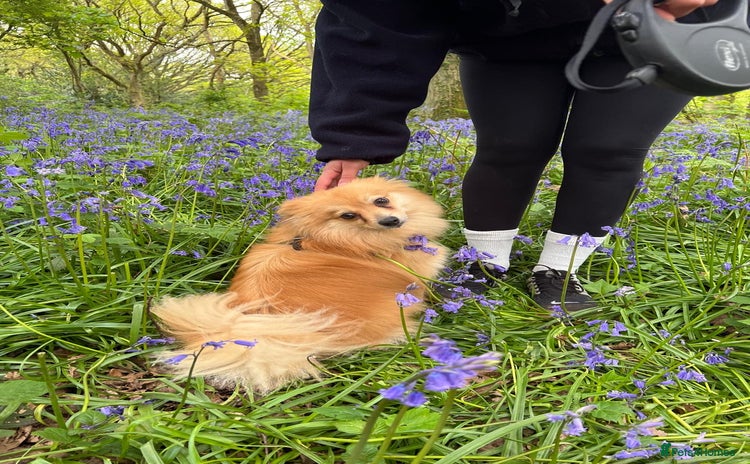 Pomeranian dogs - Advert 8