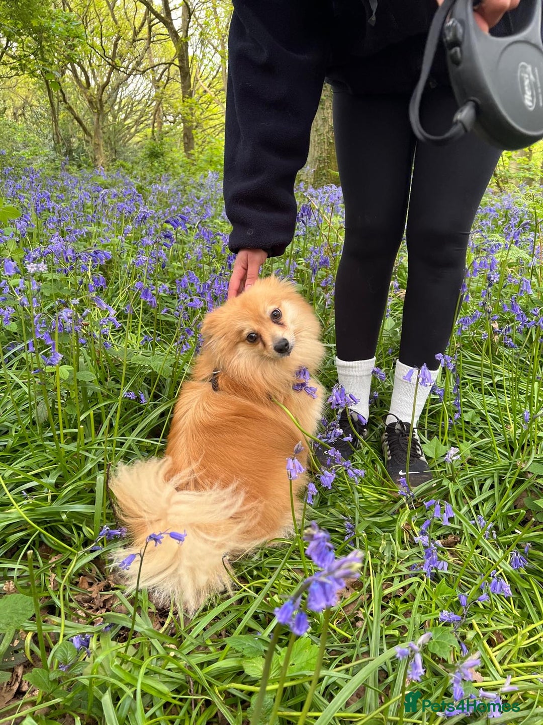 Pomeranian dogs for sale: Pomerain male dog for sale - Image 1