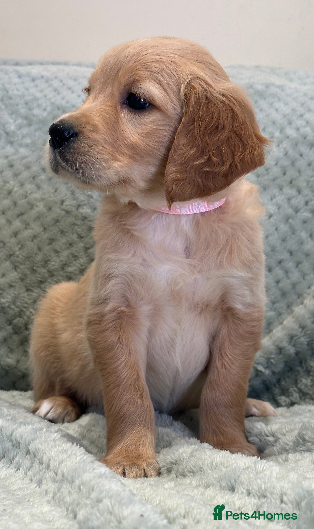 Golden Retriever dogs for sale: Quality litter of KC reg Golden Retriever Puppies  - Advert 37