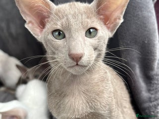 Oriental cats Supreme pedigree Lilac Oriental kittens GCCF reg - Advert 1