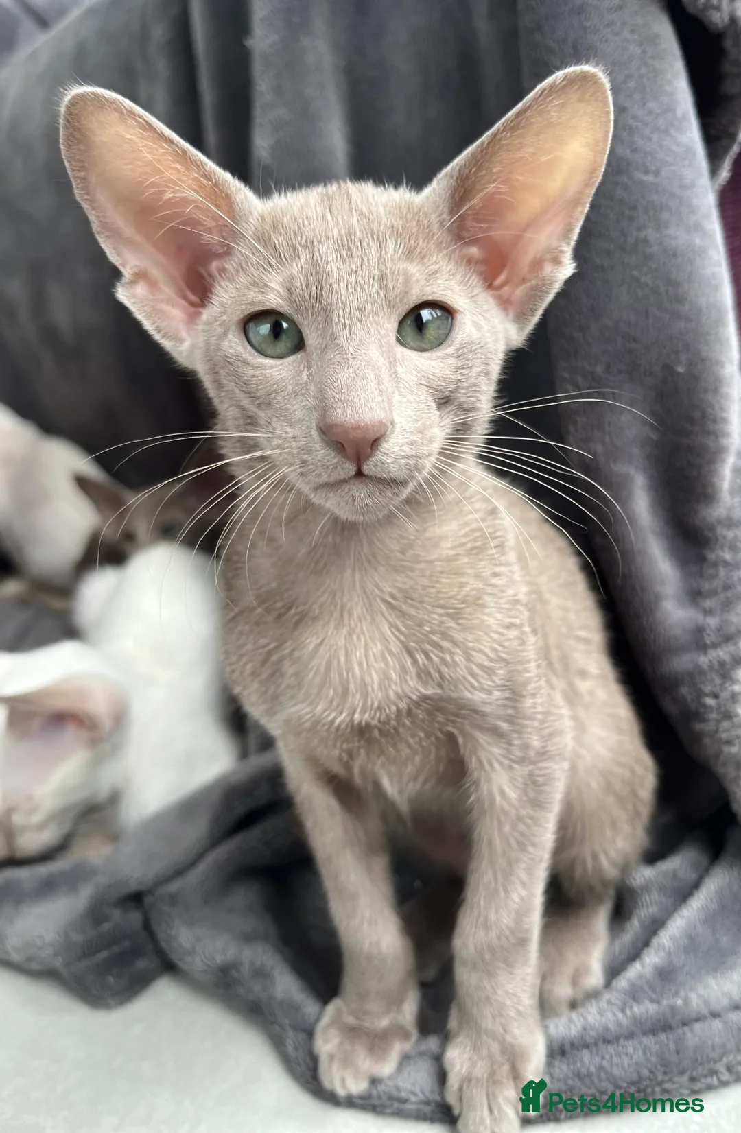 Oriental cats for sale: Supreme pedigree Oriental kittens GCCF reg - Advert 5