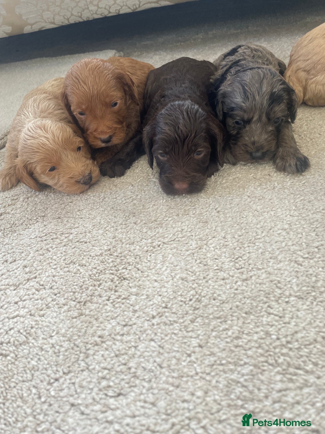 Cockapoo dogs for sale: F1 cockapoo puppies - Image 24