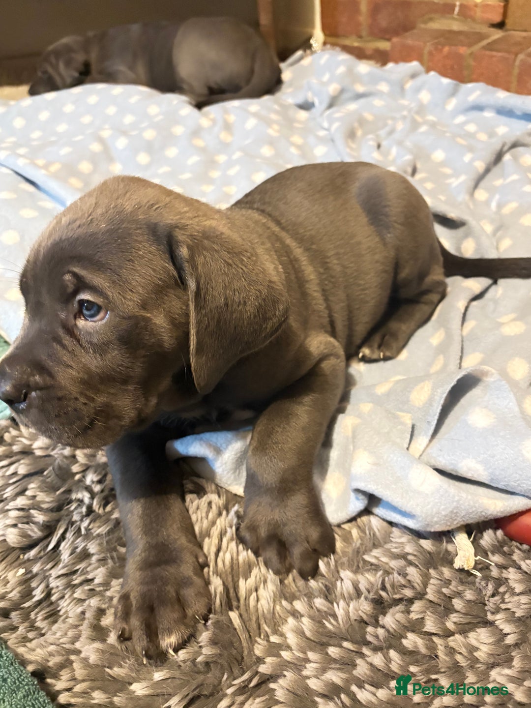 Cane Corso dogs for sale:  Pure breed Cane Corso  Puppies Looking for Homes  - Image 17
