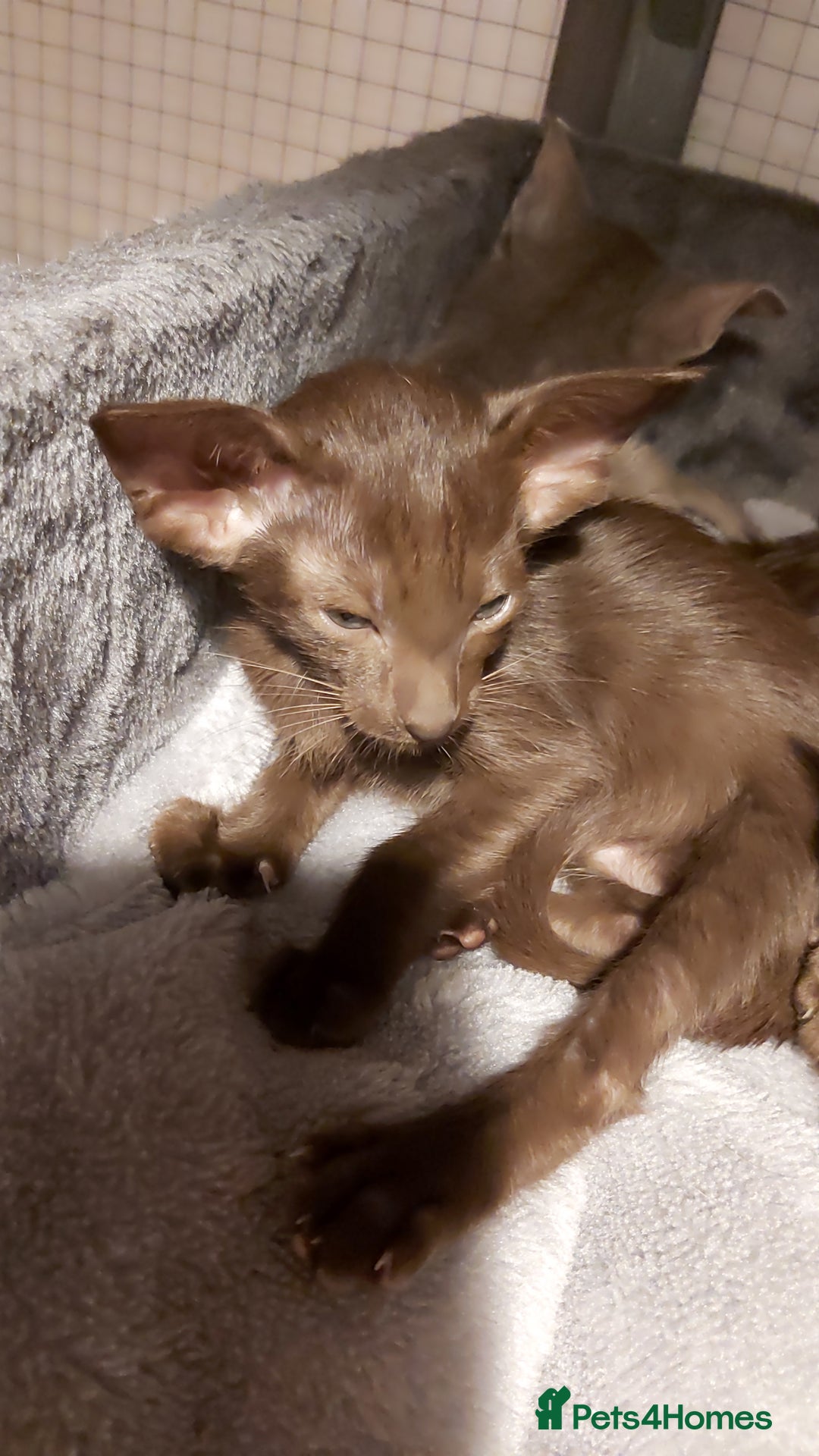 Oriental cats for sale: Full Pedigree Oriental 6 Kittens XL size ears GCCF - Advert 9