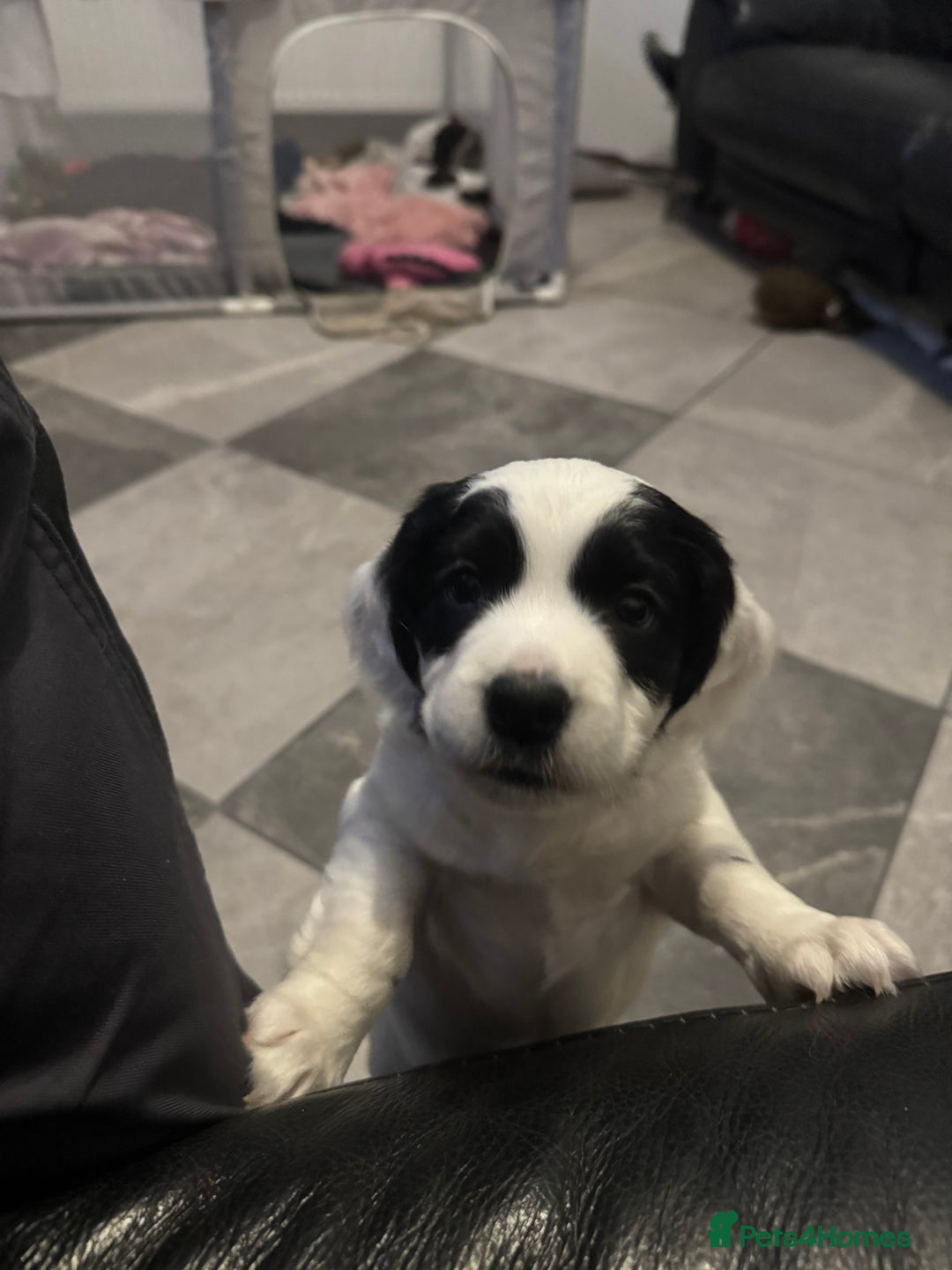 Cocker Spaniel dogs for sale: Cocker spaniel Puppies  - Advert 9