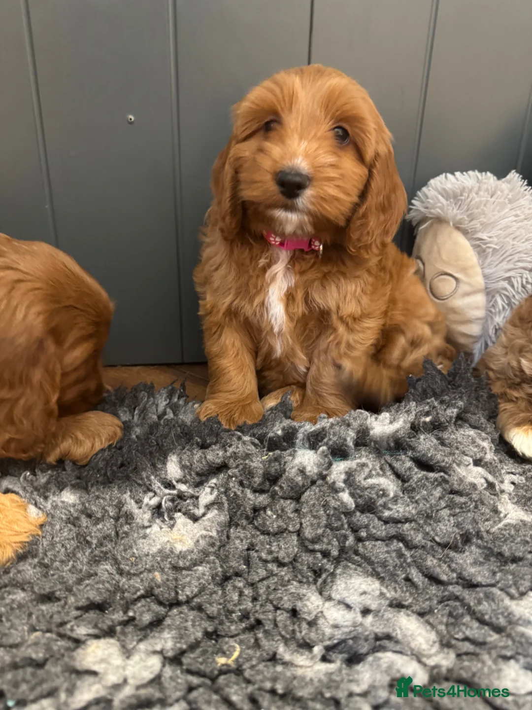 Cockapoo dogs for sale: Gorgeous show type cockapoo Puppys  - Advert 2