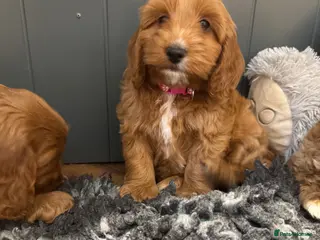 Cockapoo dogs Gorgeous show type cockapoo Puppys - Advert 1