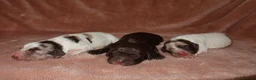 Cocker Spaniel dogs for sale: Adorable cocker spaniel puppies  - Advert 3