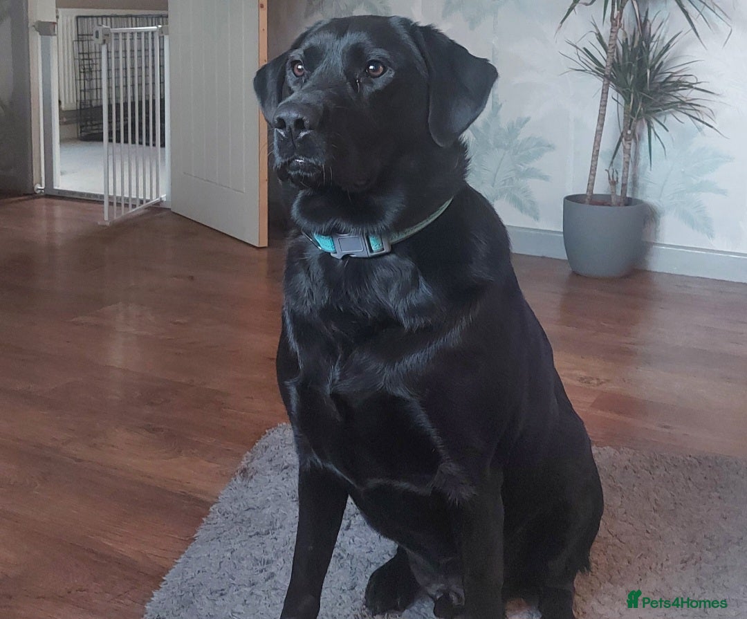 Labrador Retriever dogs Labrador for sale - Advert 2