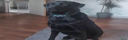 Labrador Retriever dogs for sale: Labrador for sale - Advert 1