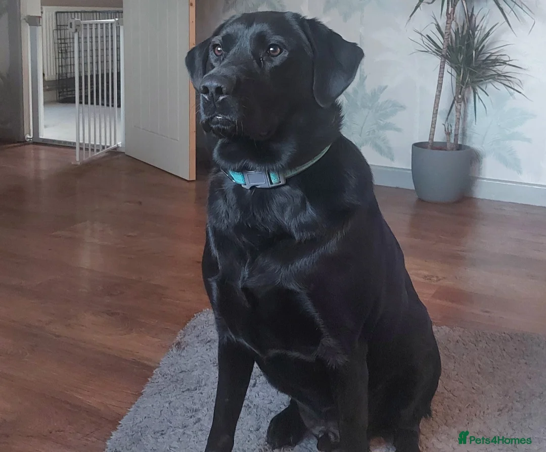 Labrador Retriever dogs for sale: Labrador for sale - Advert 1
