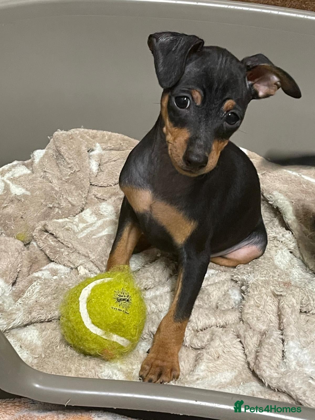 Miniature Pinscher dogs 🐾 Adorable Miniature Pinscher Girl 🐾 - Advert 2