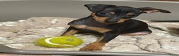 Miniature Pinscher dogs for sale: Beautiful Miniature Pinscher . - Advert 12