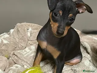 Miniature Pinscher dogs 🐾 Adorable Miniature Pinscher Girl 🐾 - Advert 2