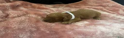 Miniature Poodle dogs for sale: 7 outstanding KC registered miniature's poodles  in Brandon - Advert 10
