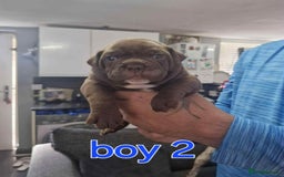 Old Tyme Bulldog dogs for sale: Oeb pups looking for forever homes 🏡  - Image 13