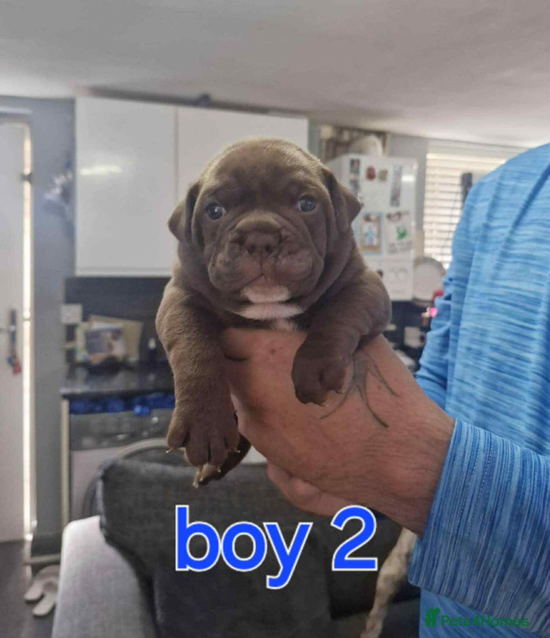 Old Tyme Bulldog dogs for sale: Oeb pups looking for forever homes 🏡  - Image 13
